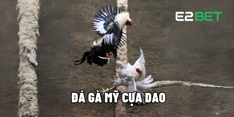 Đá gà Mỹ cựa dao